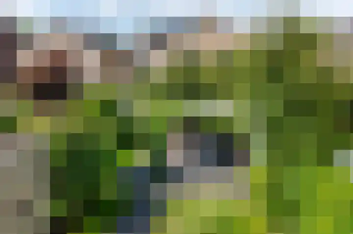 De Goeijenmarke 56 Zwolle thumbnail 36