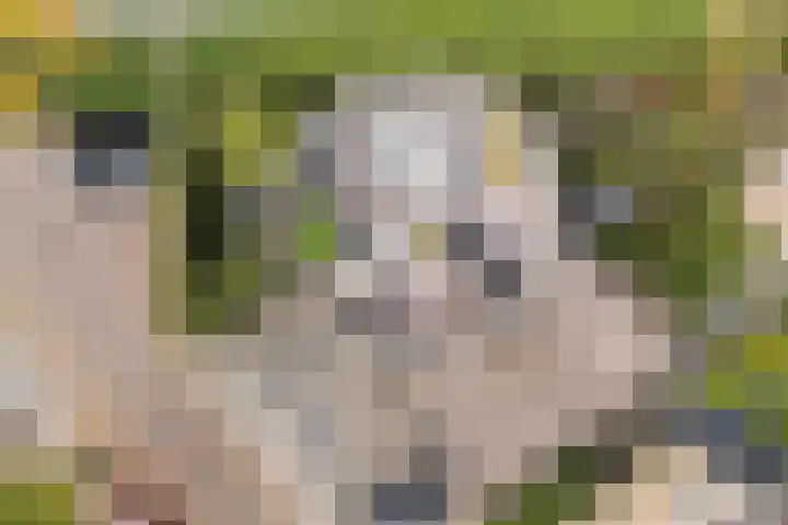 De Goeijenmarke 72 Zwolle thumbnail 36