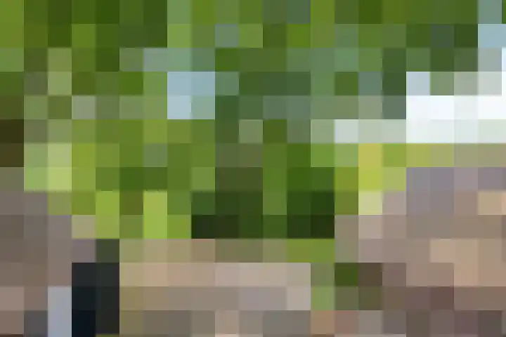 De Goornhoek 7 Sleen thumbnail 12
