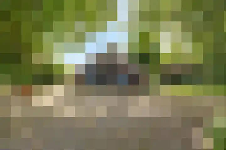 De Goornhoek 7 Sleen thumbnail 58