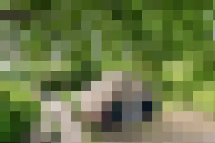 De Goornhoek 7 Sleen thumbnail 6