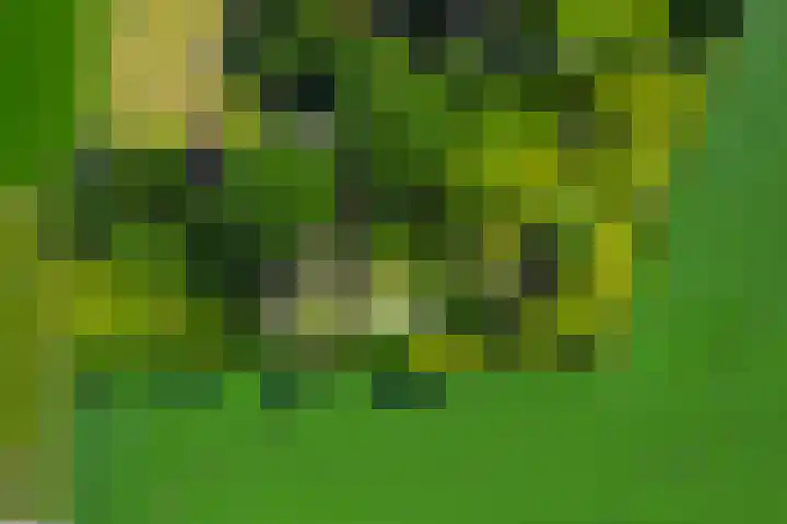 De Goornhoek 7 Sleen thumbnail 65
