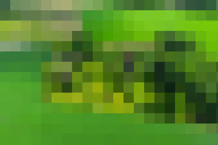 De Goornhoek 7 Sleen thumbnail 73