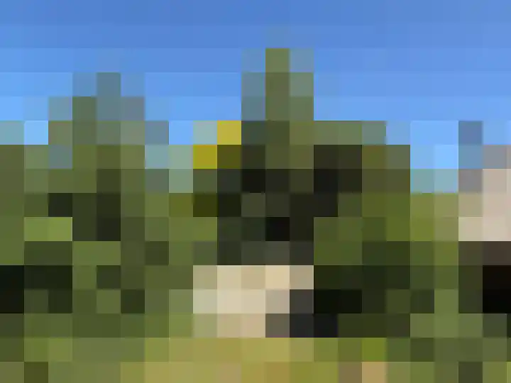 De Goornhoek 7 Sleen thumbnail 84