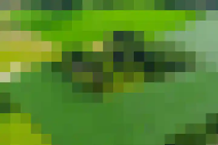 De Goornhoek 7 Sleen thumbnail 92