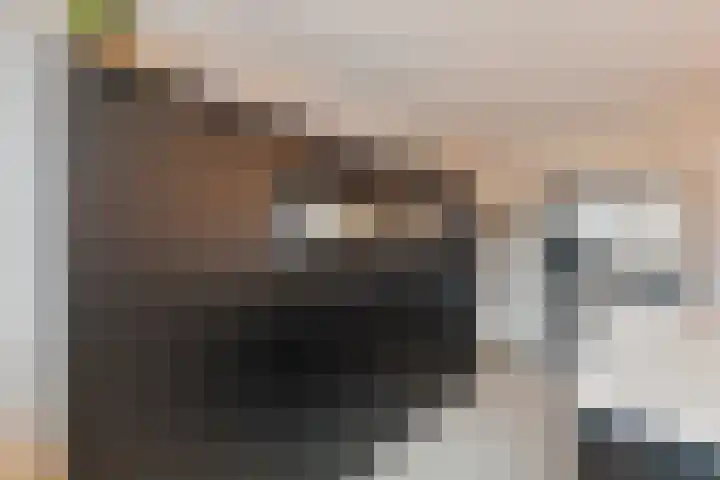 De Goorns 1 Vries thumbnail 14