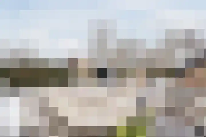 De Goorns 1 Vries thumbnail 56