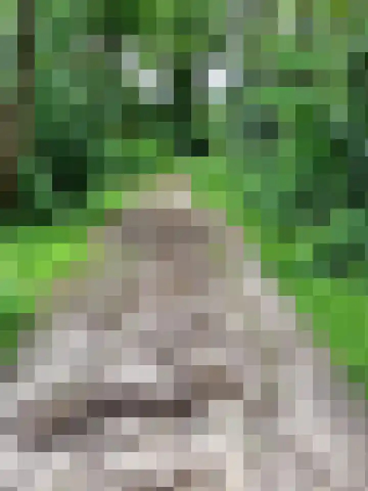 De Goorns 1 Vries thumbnail 58