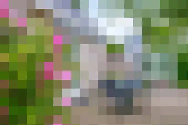 De Goorns 6 Vledder thumbnail 27