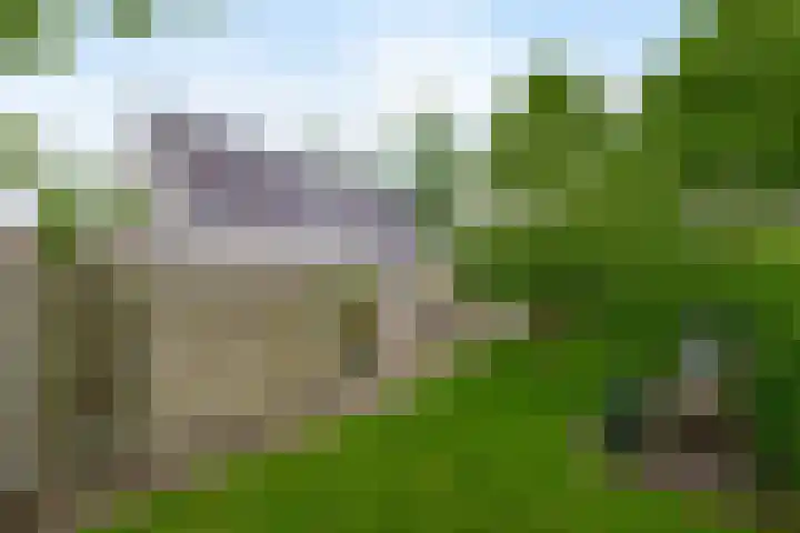 De Goorns 6 Vledder thumbnail 30