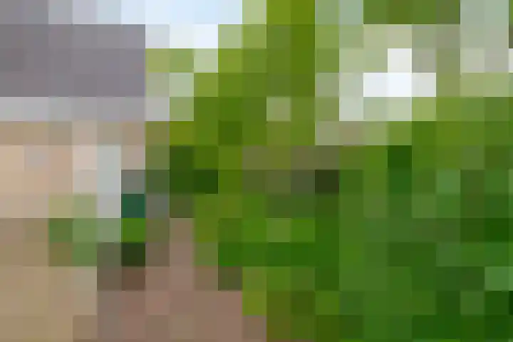 De Goorns 6 Vledder thumbnail 33