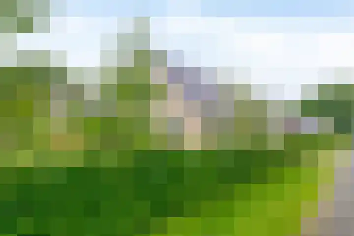 De Goorns 6 Vledder thumbnail 39