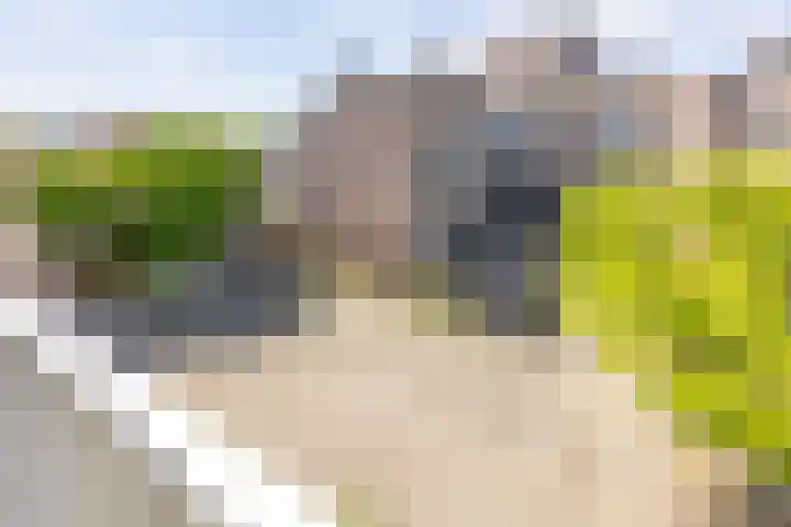 De Gouden Leeuw 158 Venray thumbnail 25