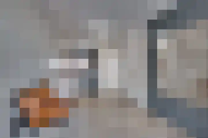 De Gouden Leeuw 64 Venray thumbnail 4