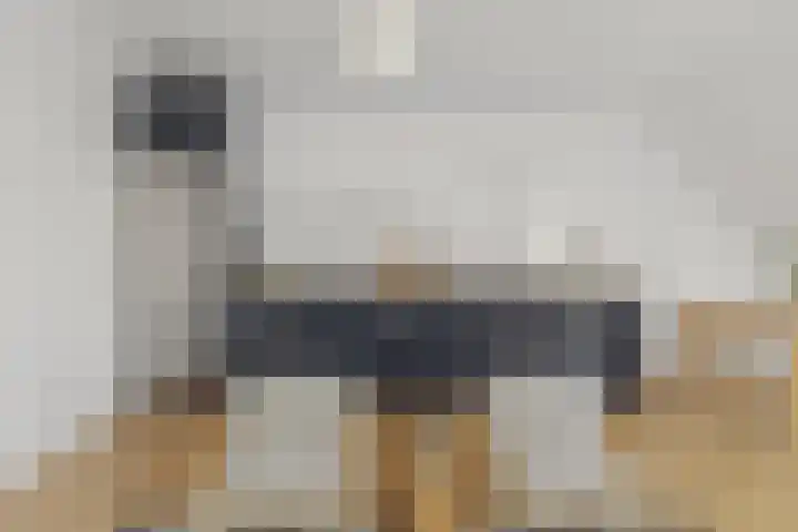 De Gouden Leeuw 91 Venray thumbnail 16