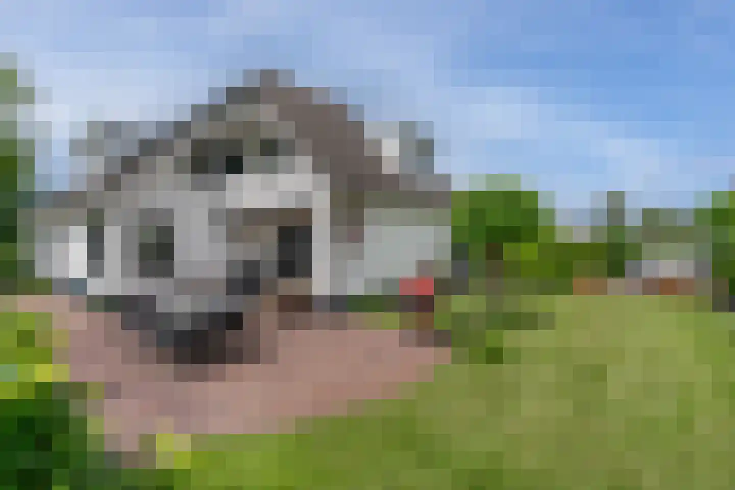 De Goudrenet 1 Rossum thumbnail 35