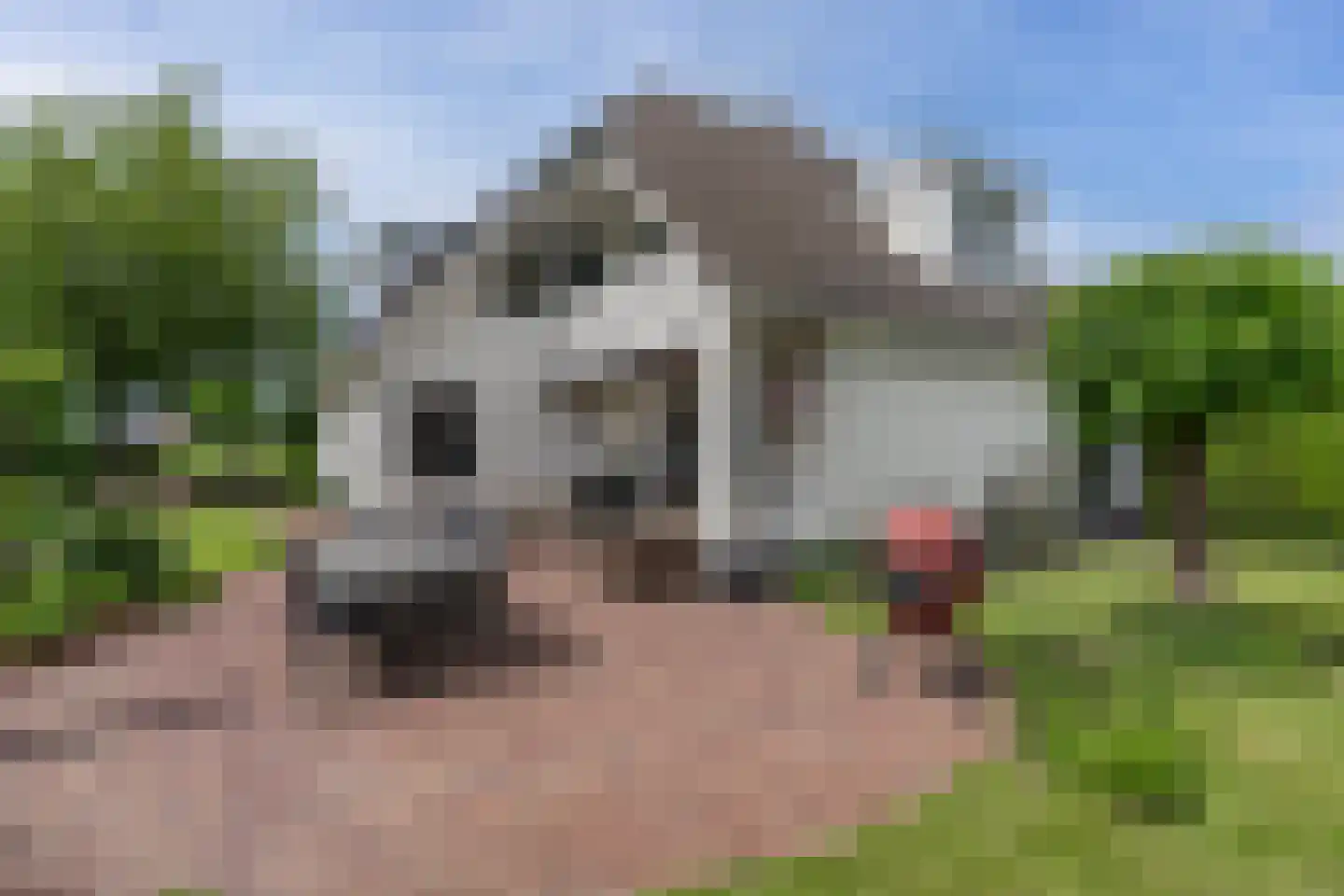 De Goudrenet 1 Rossum thumbnail 36