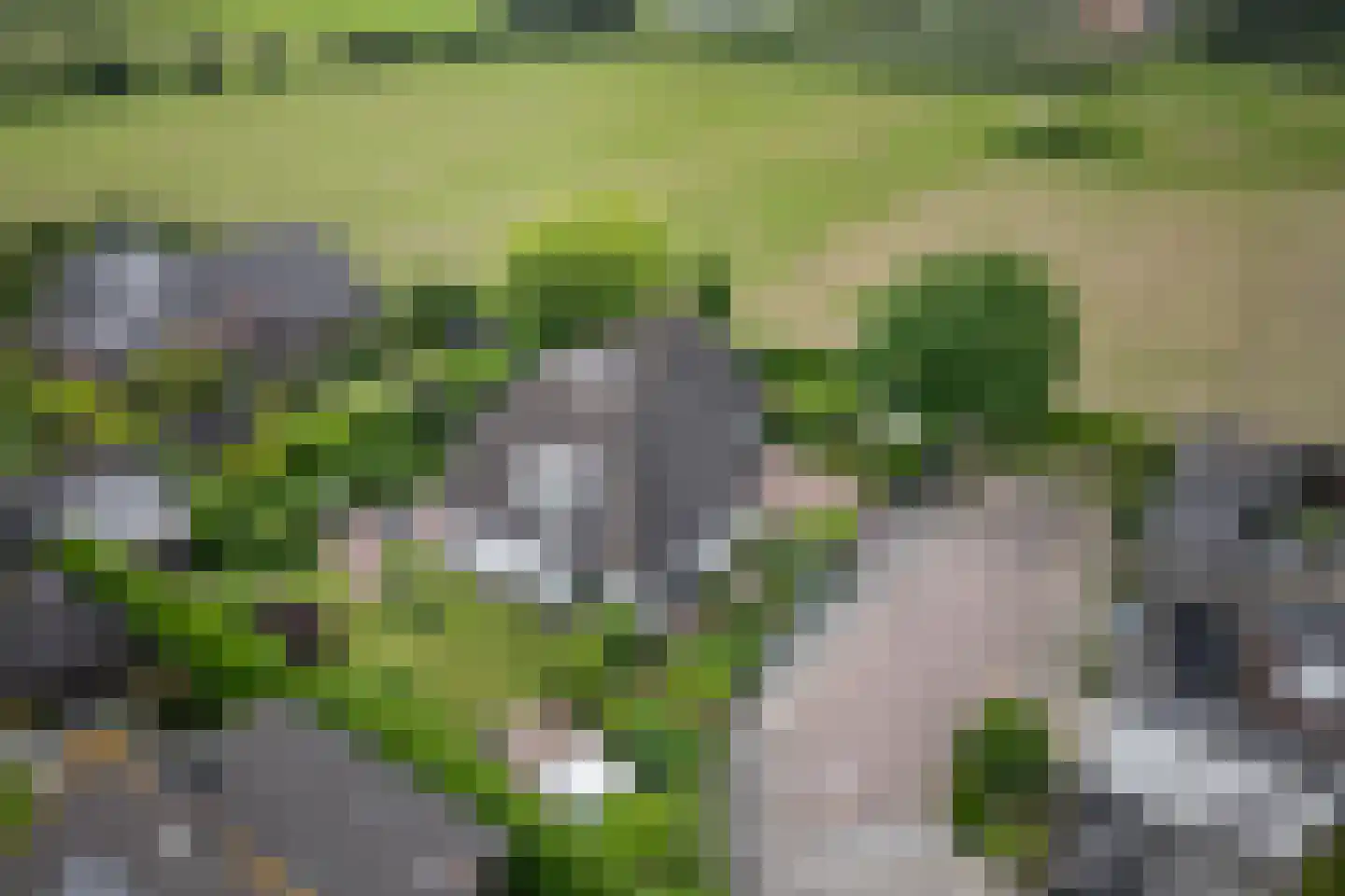 De Goudrenet 1 Rossum thumbnail 50