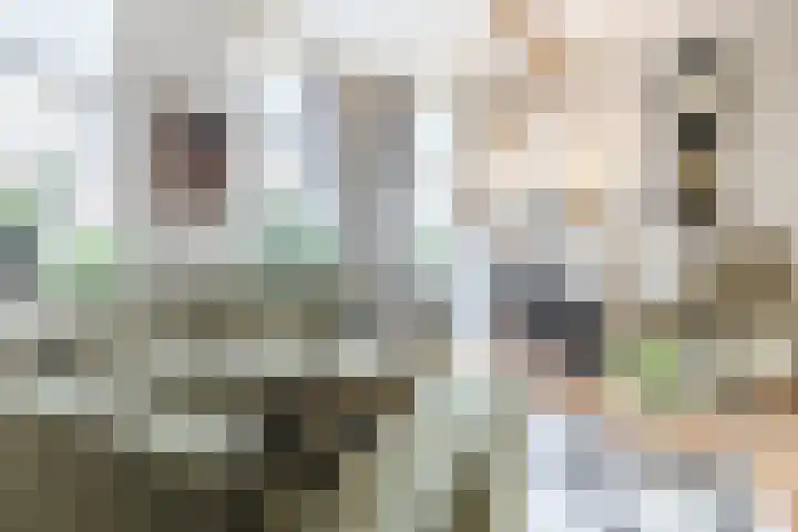 De Groendijck 10 Driebruggen thumbnail 8
