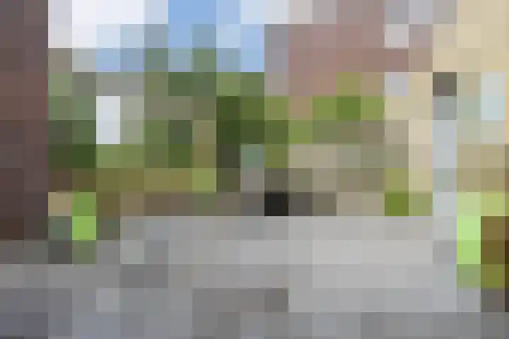 De Groene Boer 22 Wormerveer thumbnail 11