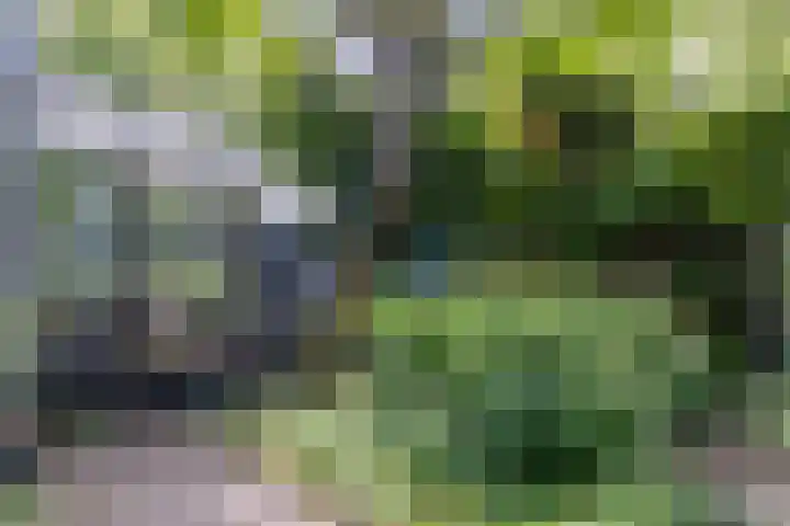 De Groene Voorwaarts 487 Apeldoorn thumbnail 25