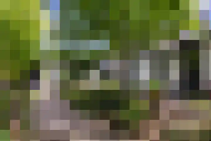 De Groene Voorwaarts 487 Apeldoorn thumbnail 26