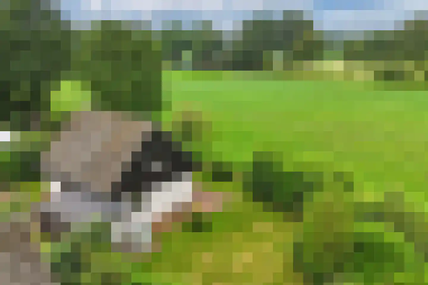 De Groene Zoom 26 Boijl thumbnail 45