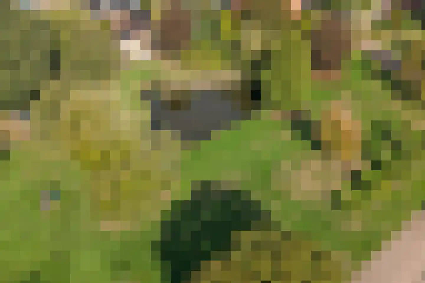 De Groenling 42 Vriezenveen thumbnail 47