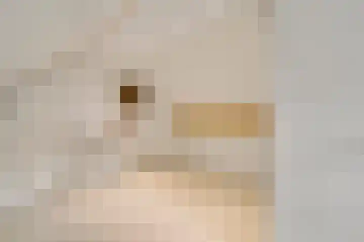 De Groos 25 Ell thumbnail 15