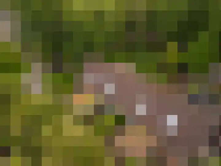 De Grutto 60 Driebergen-Rijsenburg thumbnail 24