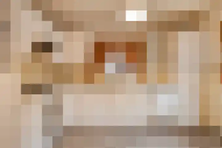 De Haag 67 Gemert thumbnail 4