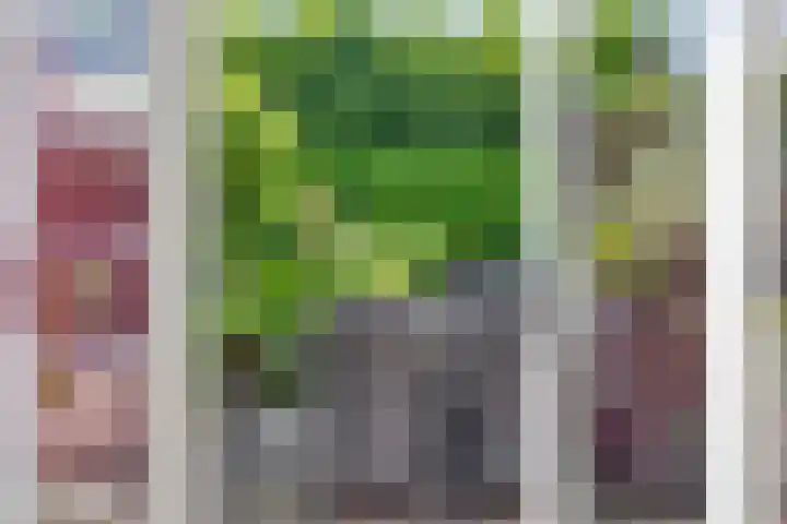de Haagbeuk 18 Boxmeer thumbnail 19