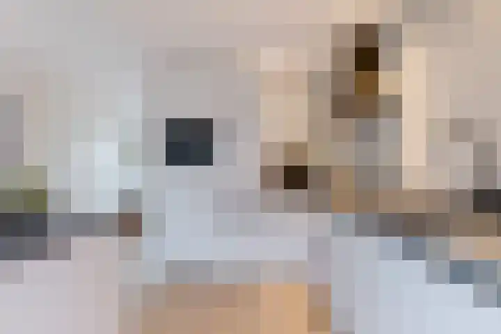 de Haanstraat 10 Roden thumbnail 21