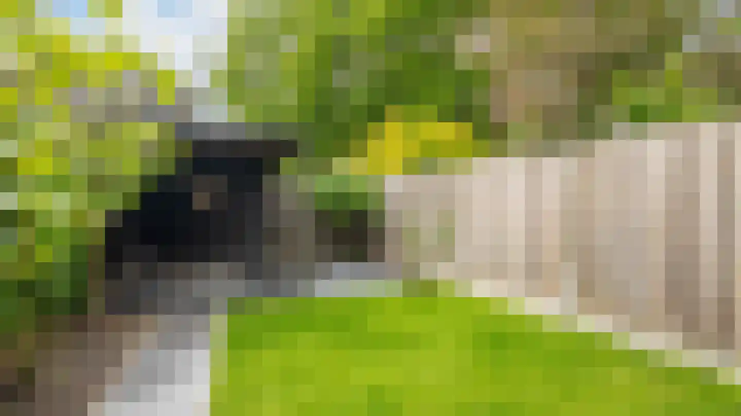 De Haere 40 Almelo thumbnail 33