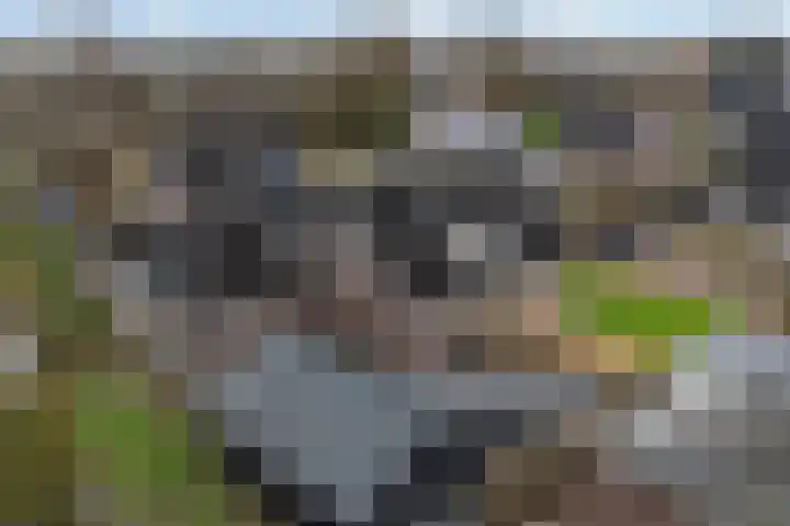 de Hammeren 27 Kollum thumbnail 5
