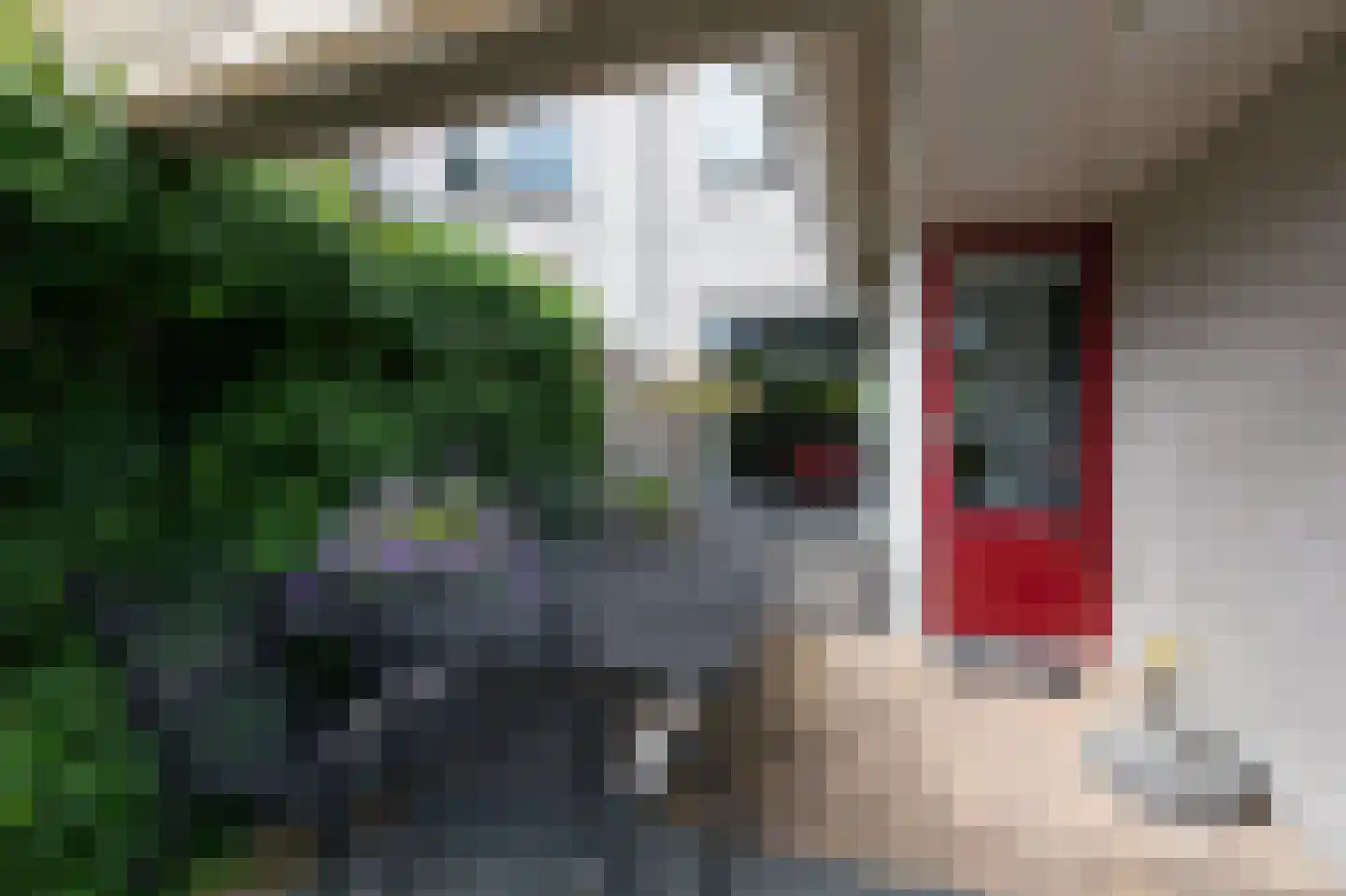 De Handboog 28 Duiven thumbnail 54