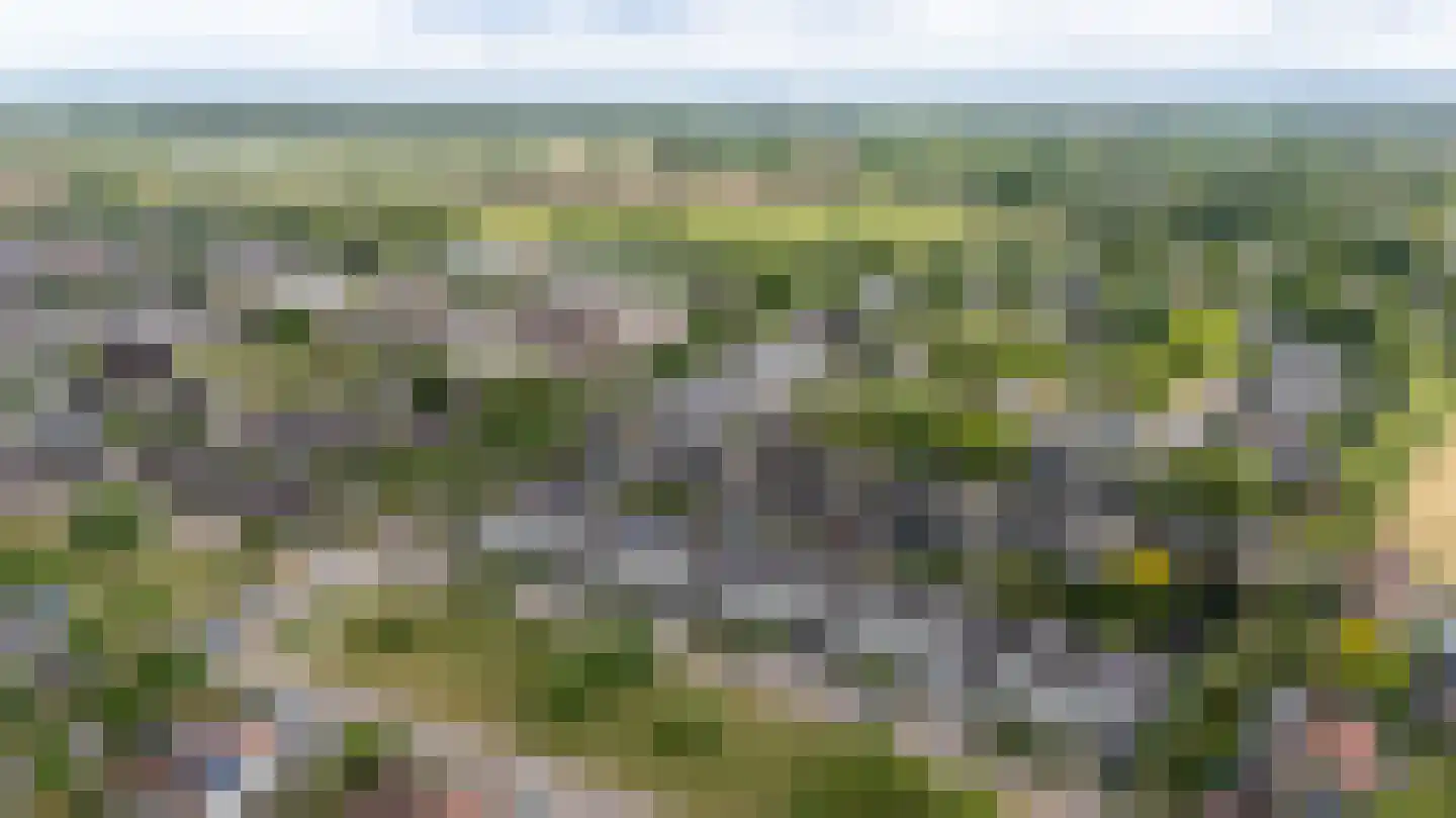 De Handboog 28 Duiven thumbnail 6