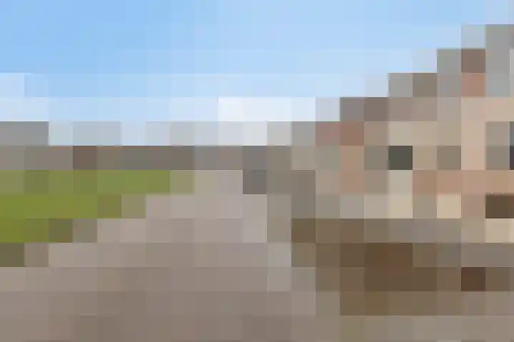 De Handboog 4 Duiven thumbnail 64