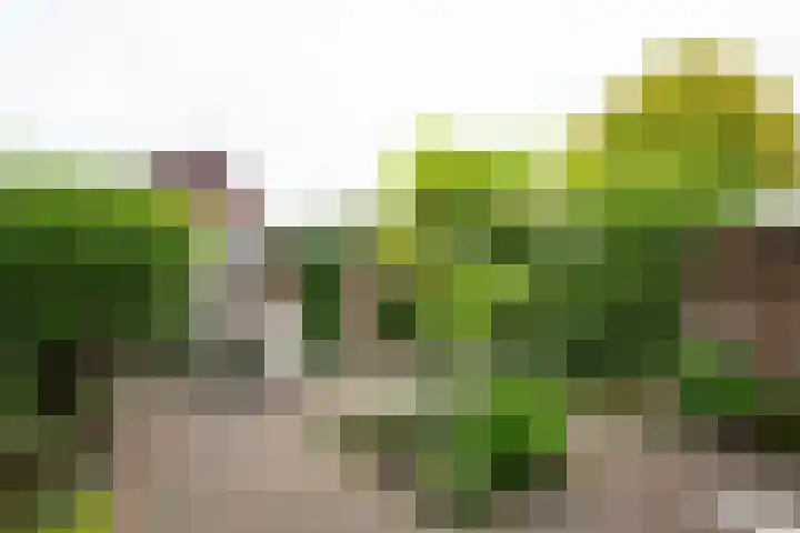 De Hangaarts 69 's-Heerenberg thumbnail 36