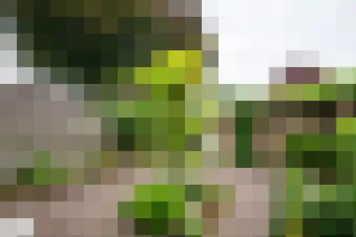 De Hangaarts 69 's-Heerenberg thumbnail 5