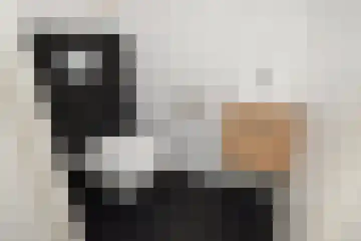 De Harnasch 41 Pijnacker thumbnail 36