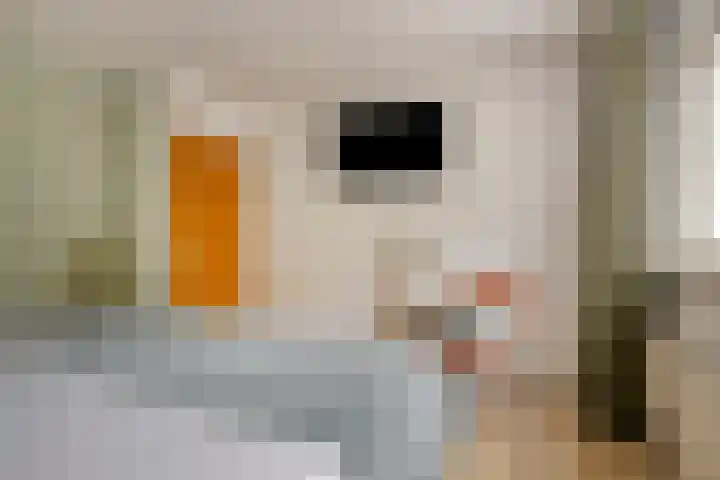 De Haspel 29 Bergeijk thumbnail 25