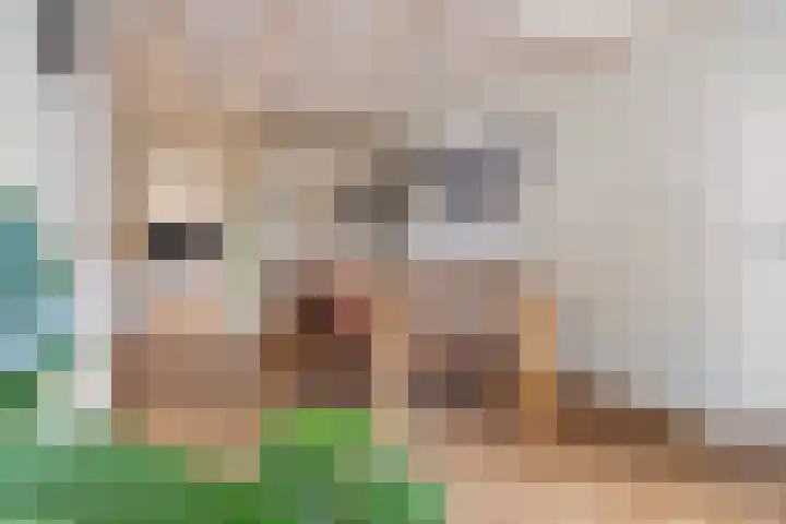 De Havens 1 Boazum thumbnail 18
