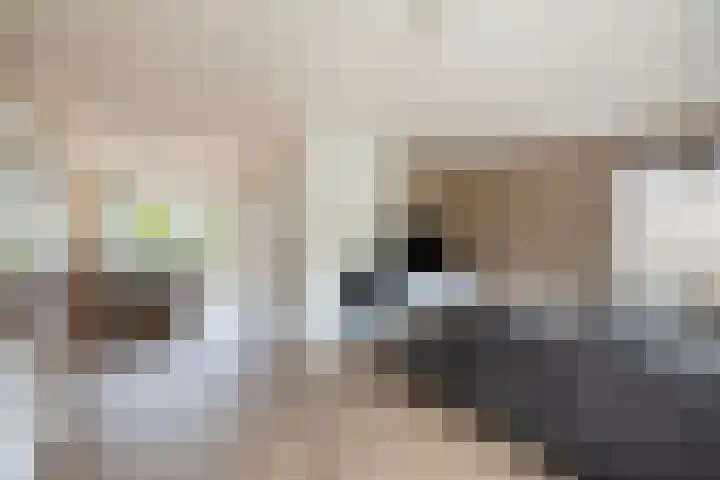 De Havik 5 Almelo thumbnail 6