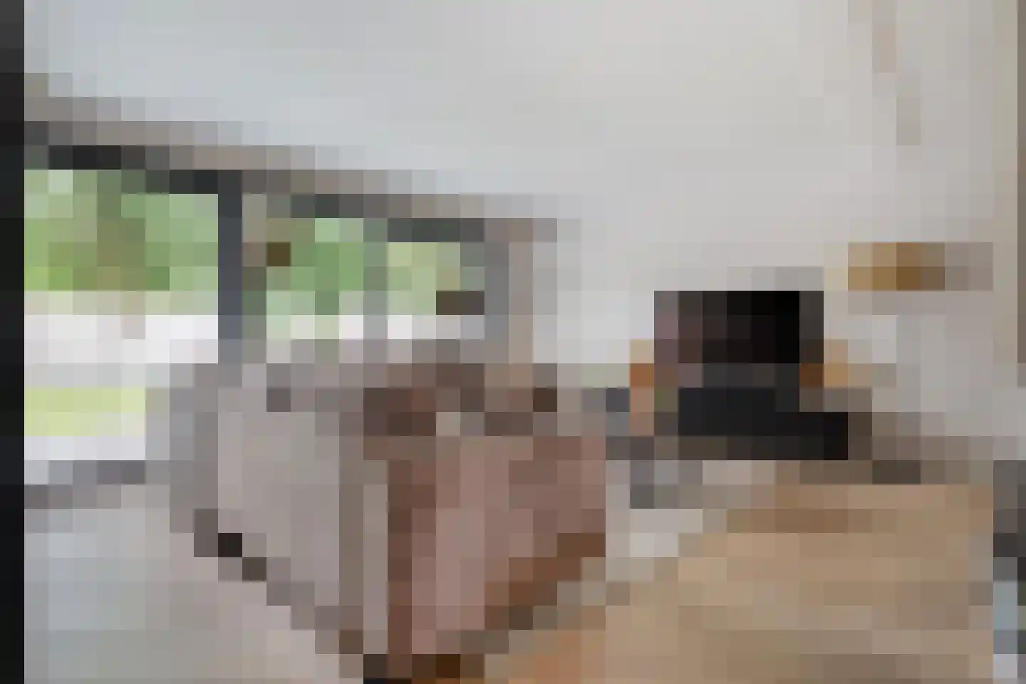 De Havik 77 Almelo thumbnail 17
