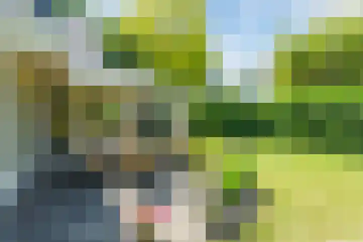 De Hazelaar 15 Valkenswaard thumbnail 33