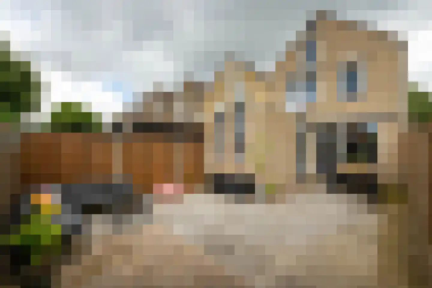 de Hazelaar 31 Hoogerheide thumbnail 31