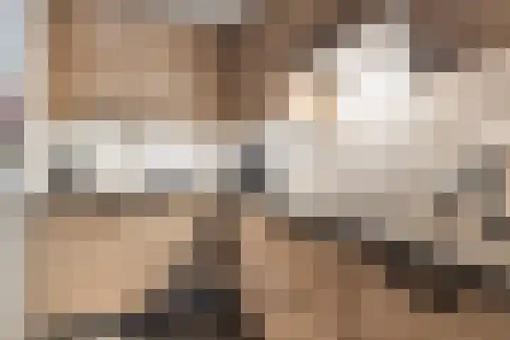 De Heggemus 3 Budel thumbnail 16
