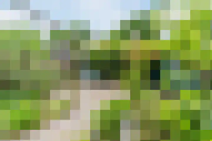 De Heggewikke 22 Budel thumbnail 27