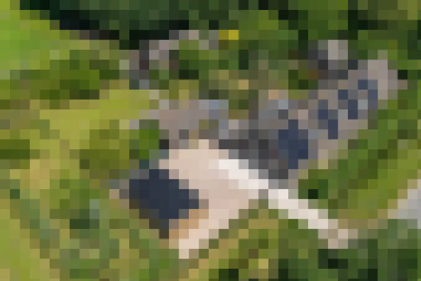 de Hei 27 Mariahout thumbnail 4